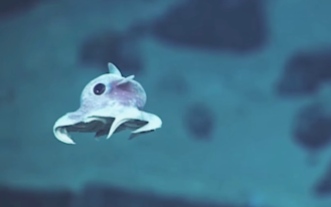 dumbo-octopus-splash