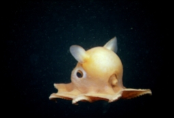 This small octopus was observed along the North wall of Soquel Canyon in Monterey Bay. Also known as the "Dumbo octopus", the Grimpoteuthis is a benthic mollusc found on the ocean floor at depths of 300-400 meters. Dumbo octopuses, which can grow to up to 20 centimeters, are soft-bodied or semi- gelatinous octopuses with a pair of fins located on their mantle and webbing between their arms. Grimpoteuthis swim by moving their fins, pulsing their webbed arms, pushing water through their funnel for jet propulsion, or all three at once. They can swim up off the bottom and hover a bit just above the seafloor looking for snails, worms, and other food.