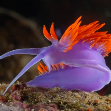 Flabellina iodinea est l'une des plus belles espèces de nudibranches mais aussi une des moins connues par les biologistes. Photo : Gary McDonald